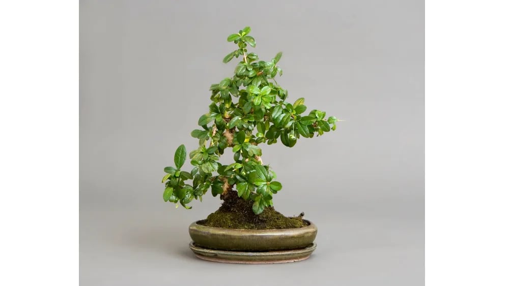 Bonsai u ukrasnoj teglici - M