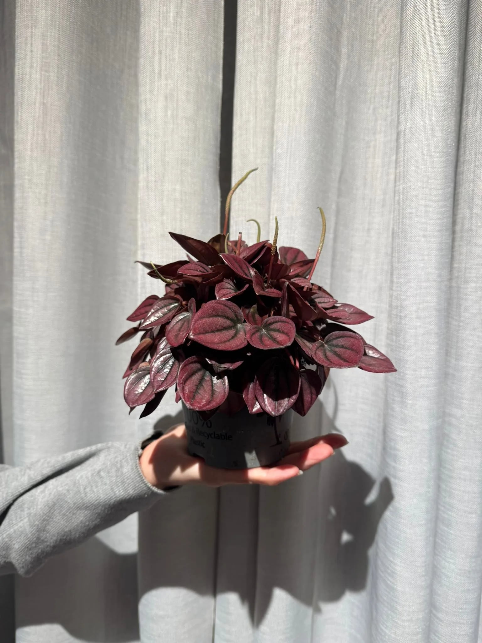 Peperomija Caperata: Peperomia Caperata Red - M
