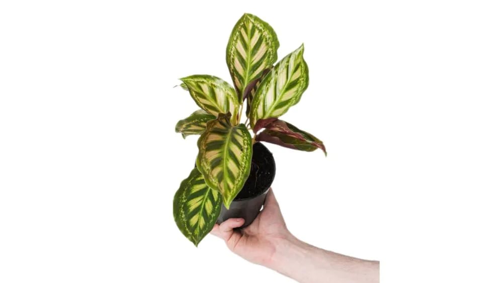 Kalateja Flame Star (calathea) - M