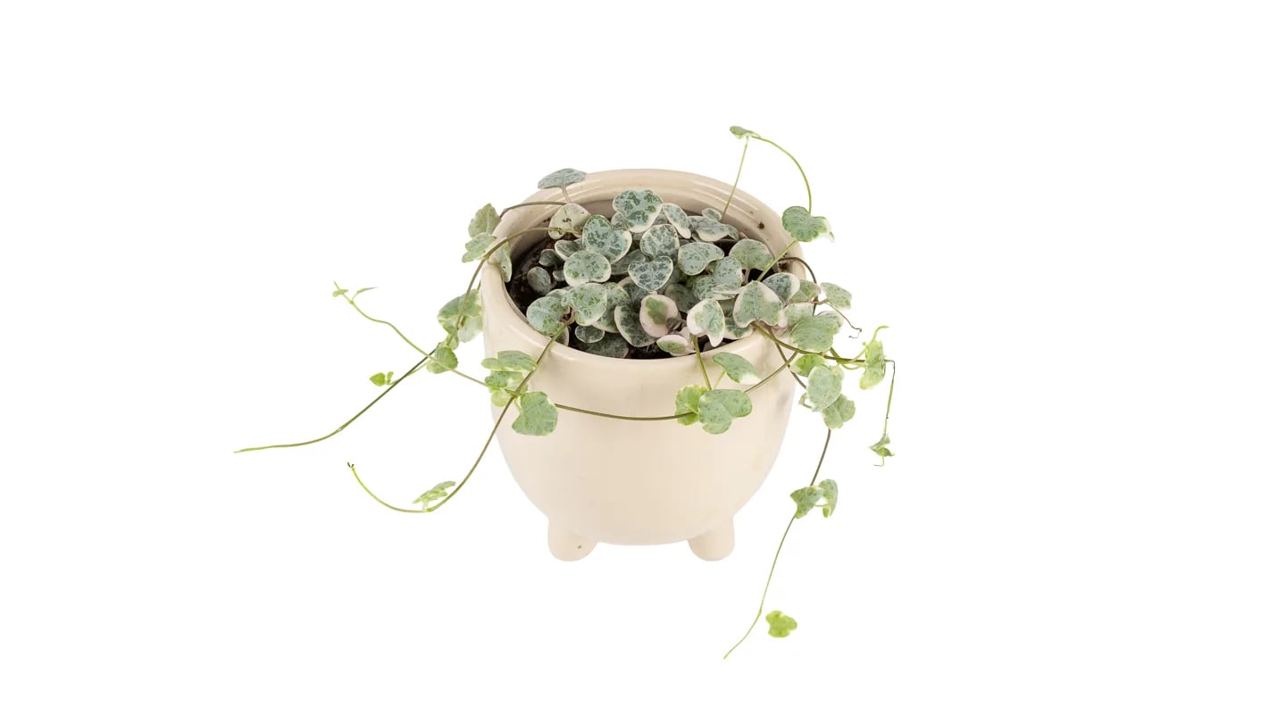 Ceropegia woodii - S