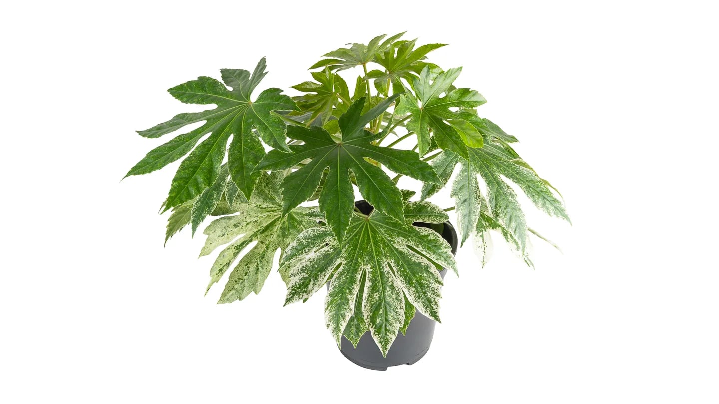 Fatsia Japonica Spider Web - M