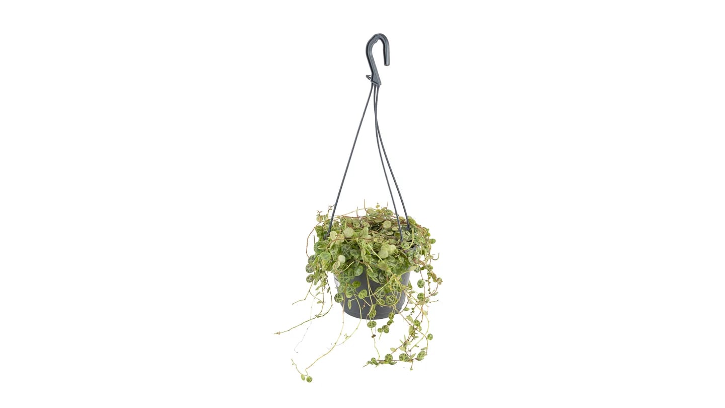 The String of Turtles (Peperomia prostrata) - M