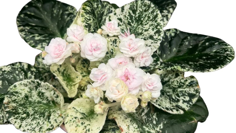 Afrička ljubičica Albo - hibridna variegata (Saintpaulia ionantha) - S