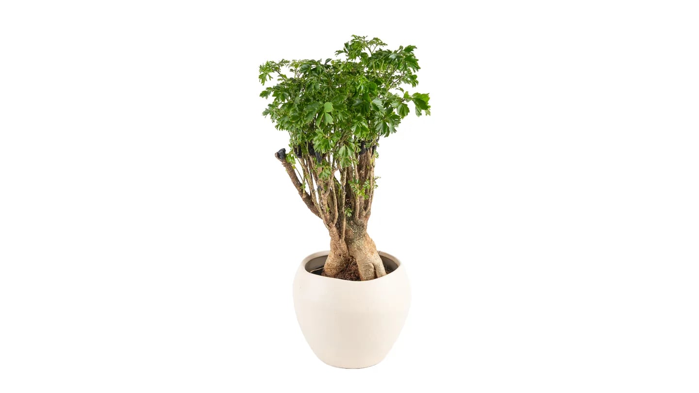 Policikas parsley - M