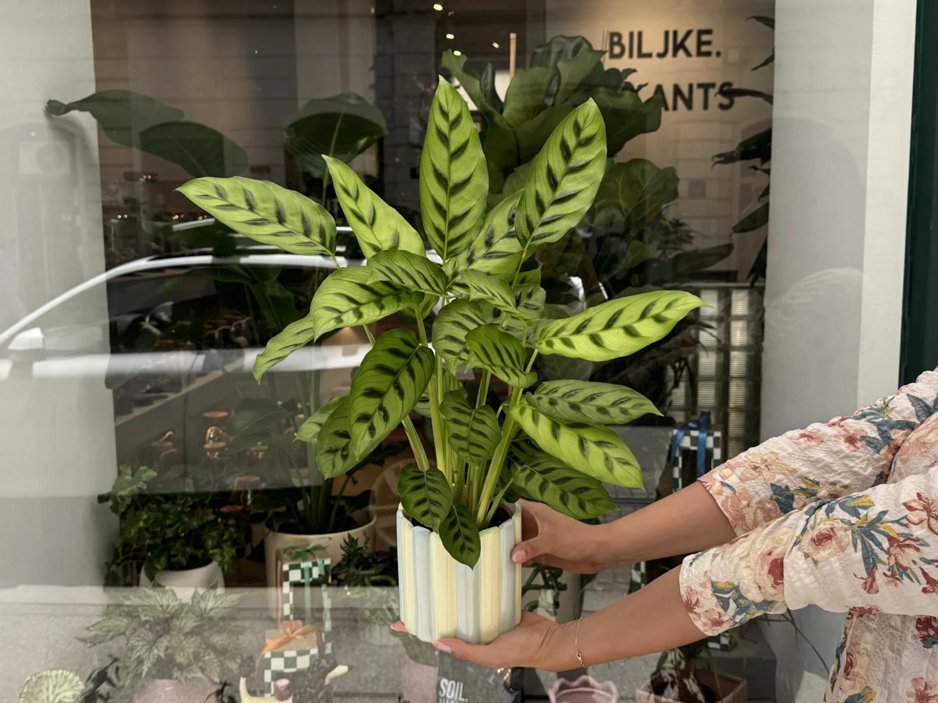 Kalateja leopardina (calathea, prayer plants) - M