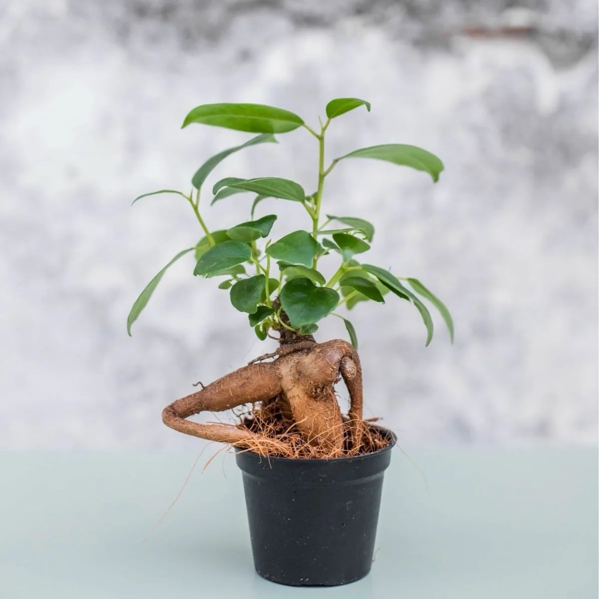 Bonsai - vel. S je stabalce koje se nalazi u majoj plasticnoj posudi sa zemljom. Ima lijepe zelene listove.