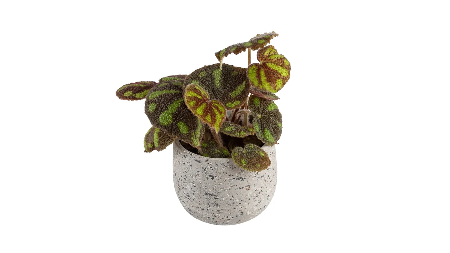 Begonija Masoniana: Iron Cross Begonia (Begonia Masoniana) - M