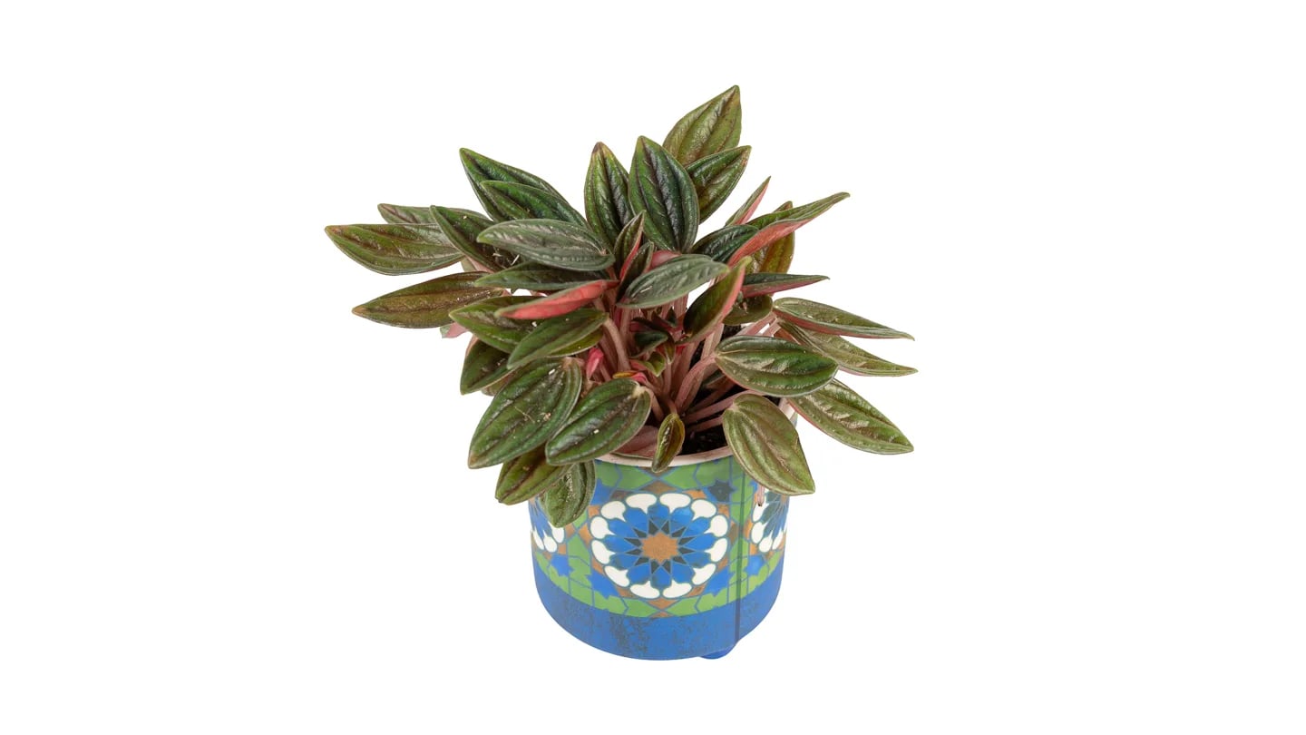 Peperomija caperata Rosso: Radiator Plant (Peperomia Rosso) - S
