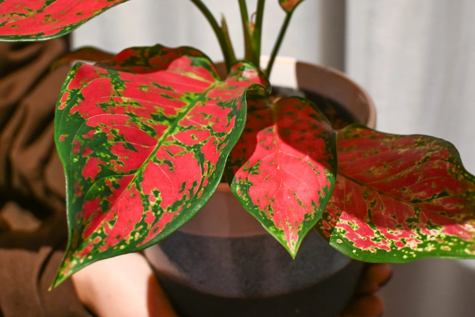 Aglaonema Eyecatcher Red - M