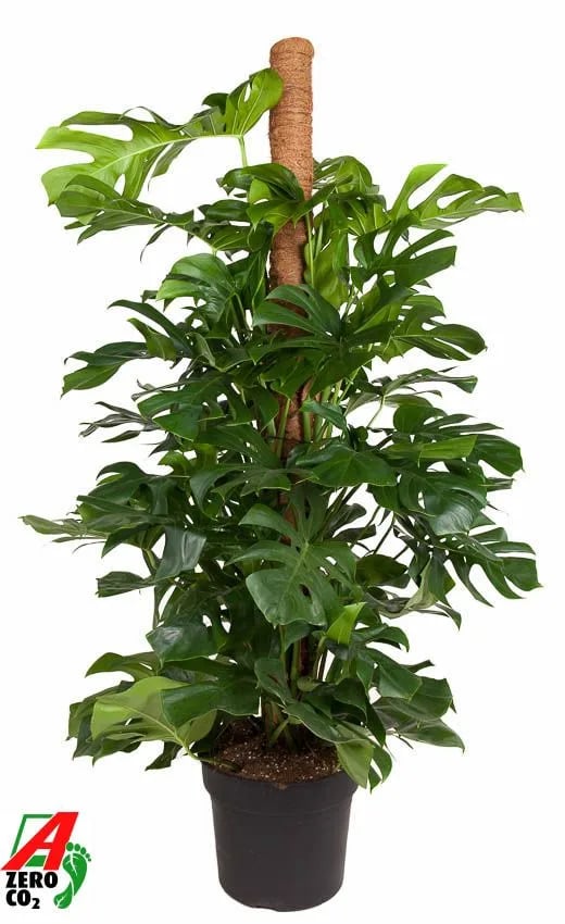 Monstera XXXL