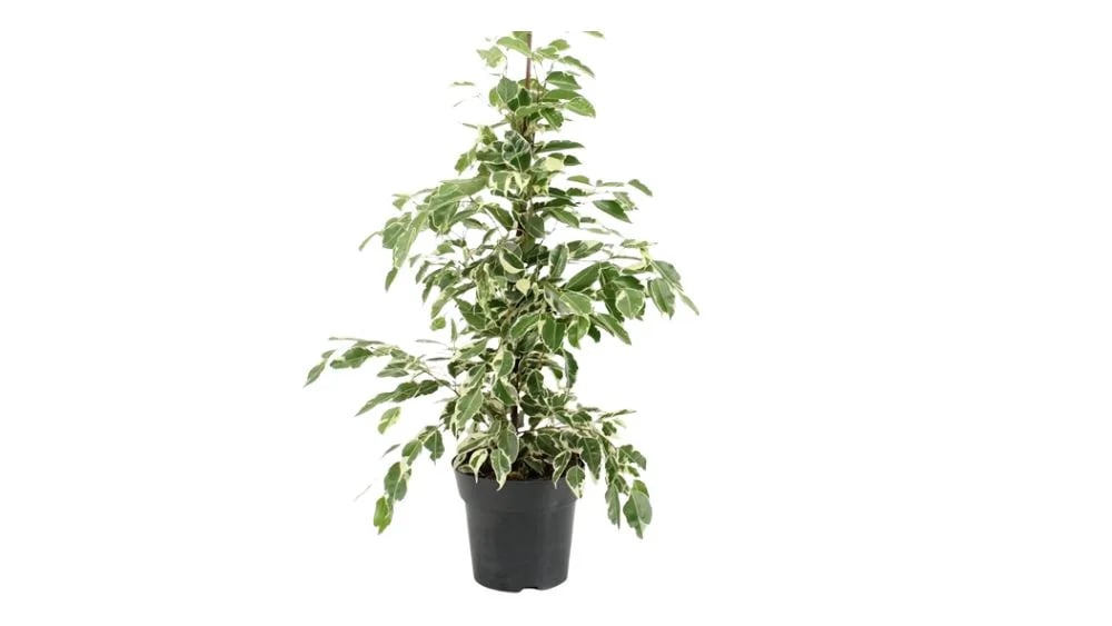 Fikus Benjamin: Weeping Fig (Ficus benjamina Twilight) - M