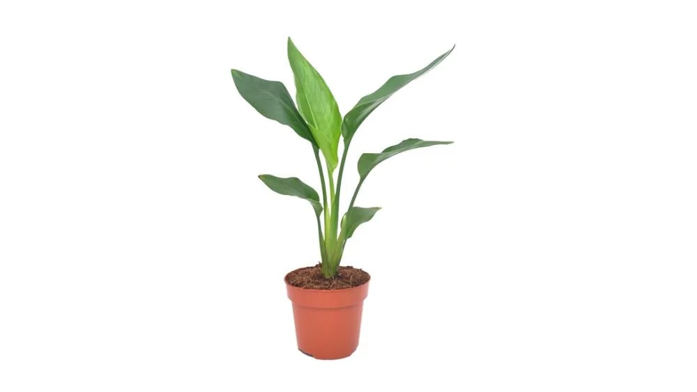 Strelicija: Bird of Paradise (Strelitzia, Rajska ptica) - M