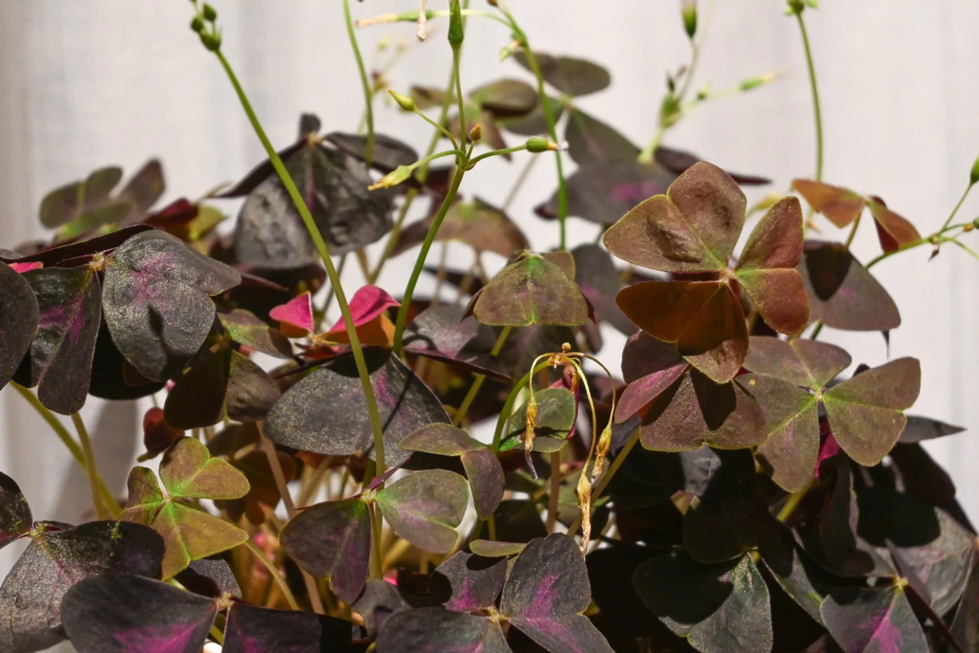Ukrasna djetelina: Purple Shamrock (Oxalis) - S