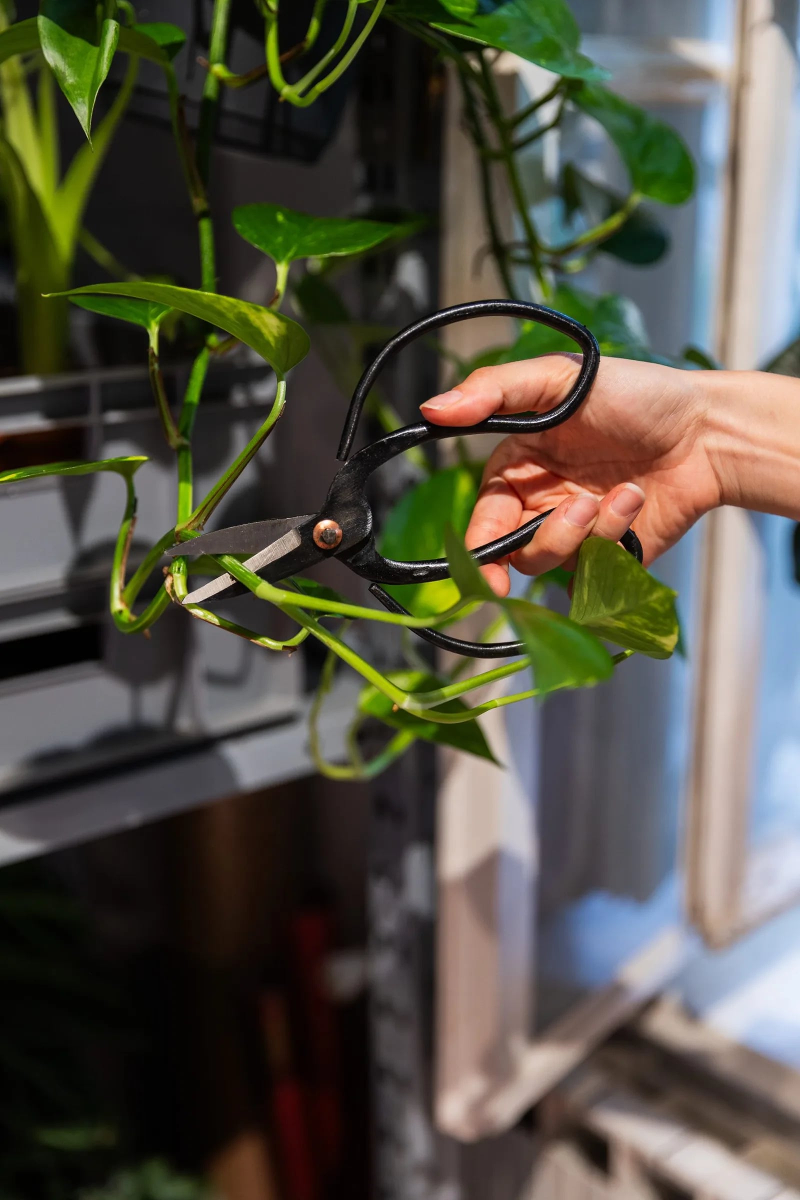 Škare za bonsai