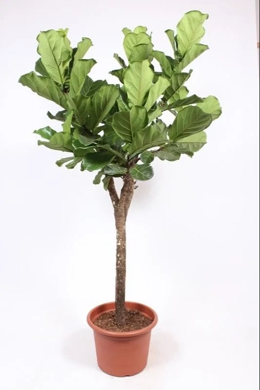 Fikus Lyrata: Fiddle-leaf Fig (Lirasti fikus) - L
