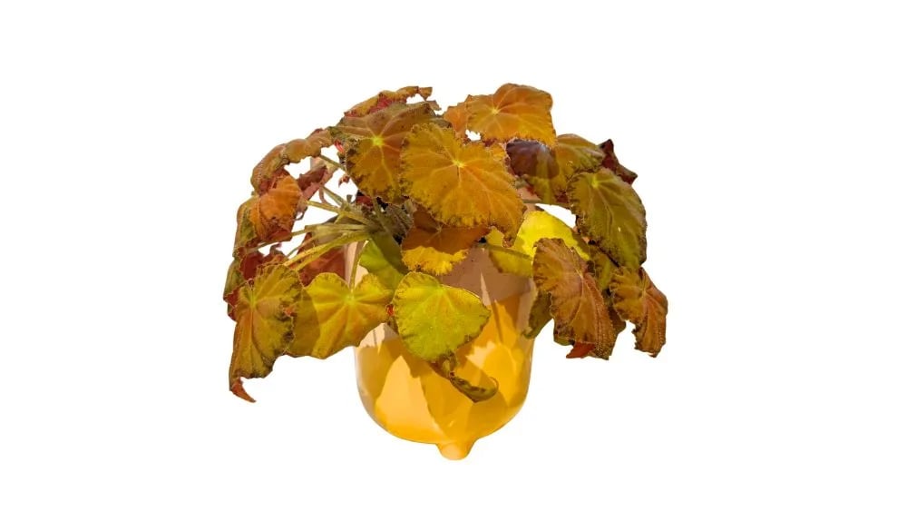 Begonija yellow (žuta begonija) - M