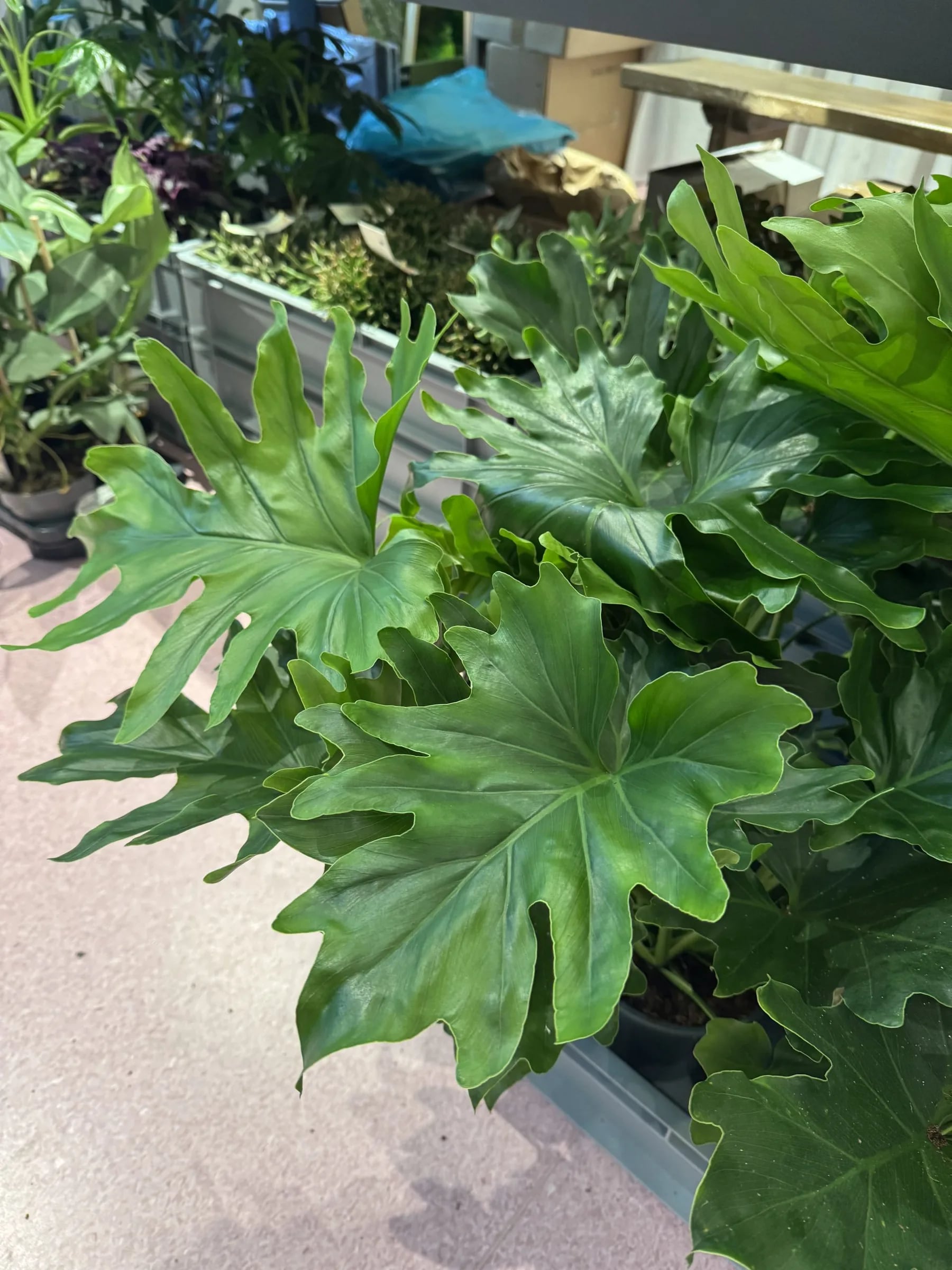 Filodendron Selloum: Tree Philodendron (Philodendron bipinnatifidum) - M
