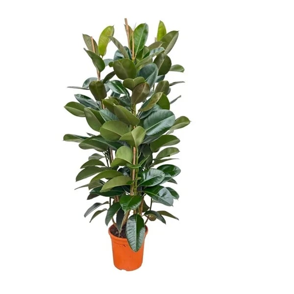 Fikus: Ficus elastica Robusta - XXL