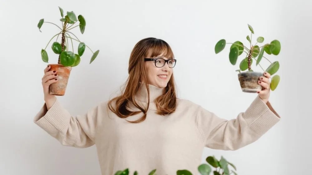Kineski novčić: Chinese money plant (Pilea) - S