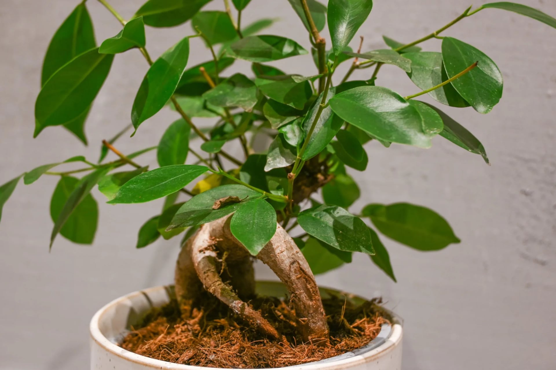 Ficus Ginseng Retusa: Ginseng Fig (Ficus microcarpa) - S/M