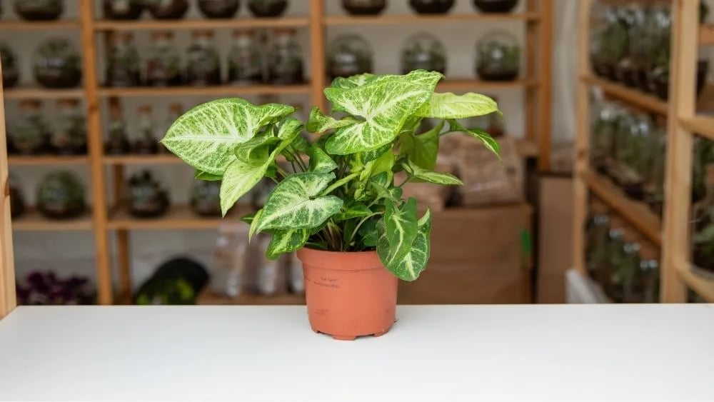 Syngonium podophyllum je biljka niskog rasta sa zelenkastim listovima.
