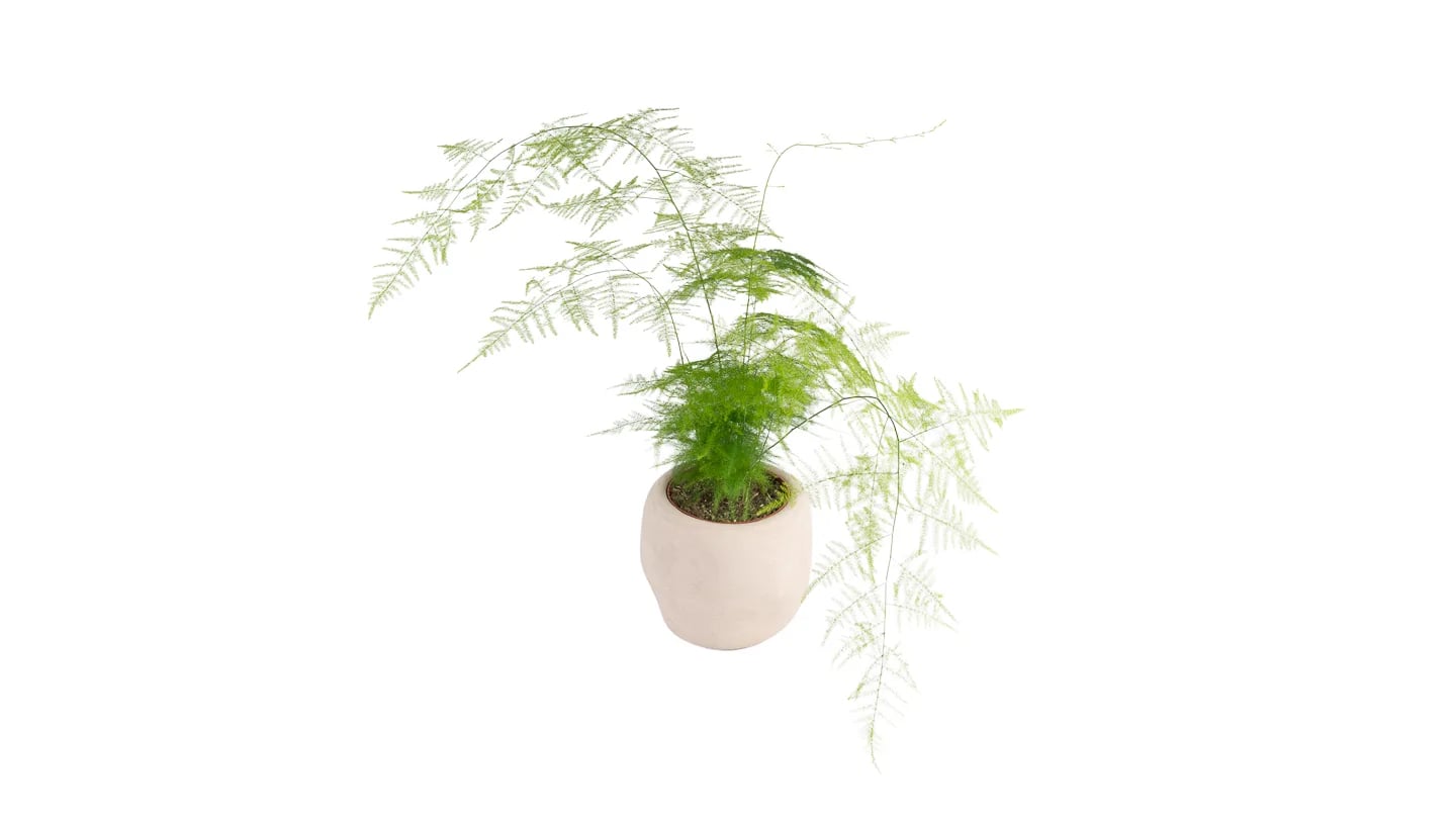 Asparagus Setaceus Plumosus: Asparagus Fern - M