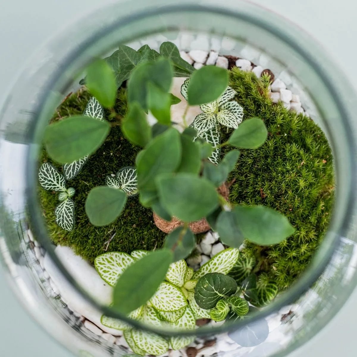Terarij s raznim terarijskim cvijećem poput mahovine, fitonije, bonsai stabla i ukrasnim kamenjem.
