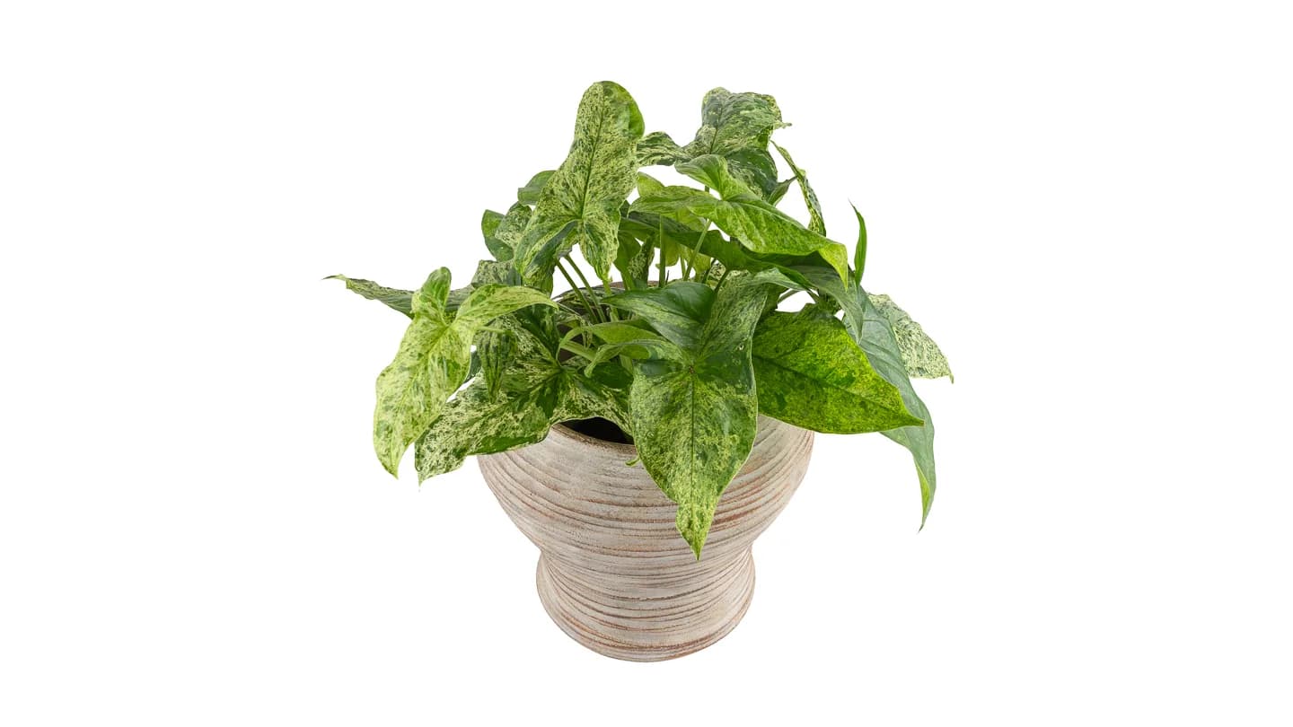 Singonij Mottled: Arrowhead Plant (Syngonium podophyllum) - M