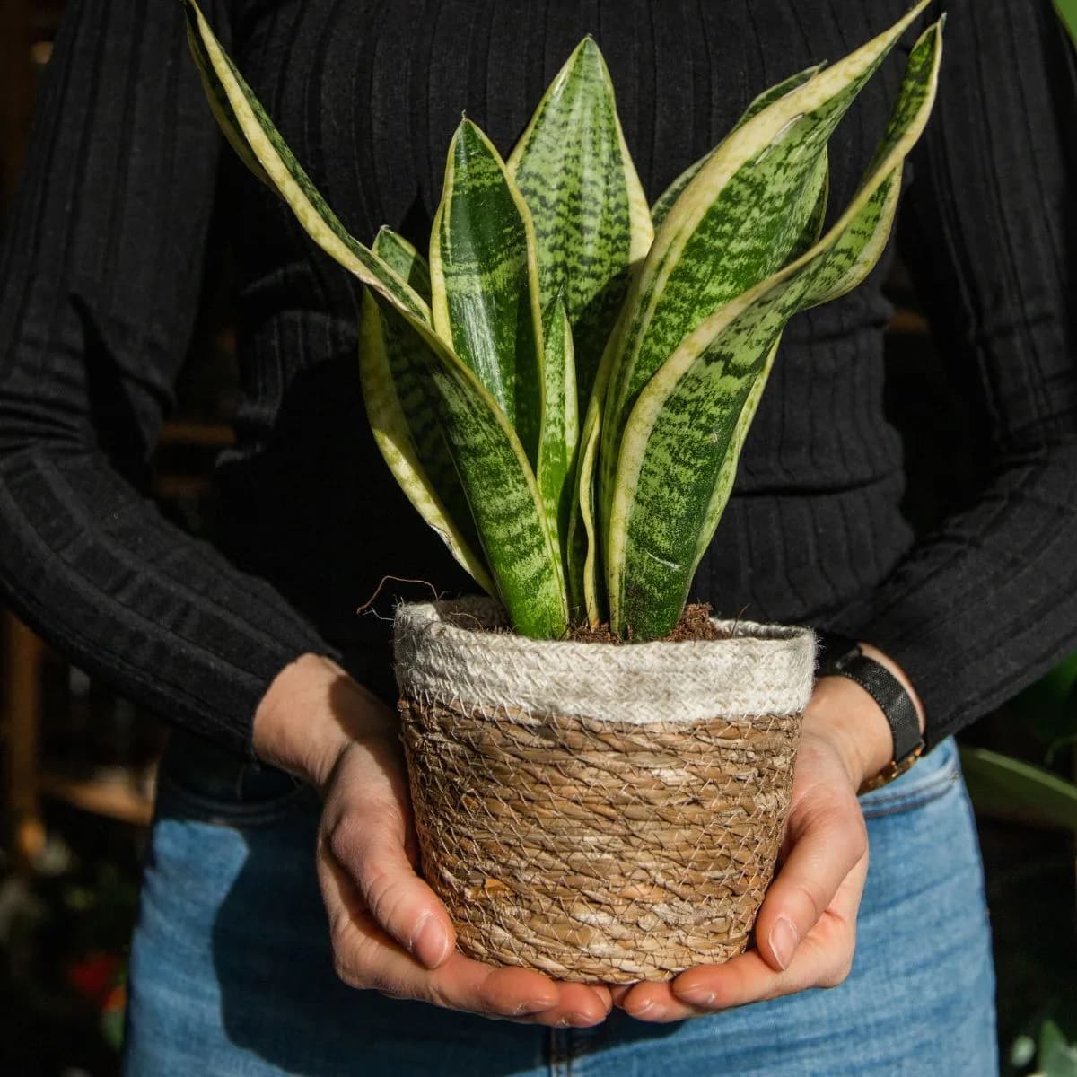 Sansevieria je biljka koja ima zelene prugaste listove koji idu u visinu. Dolazi u ukrasnoj pletenoj teglici