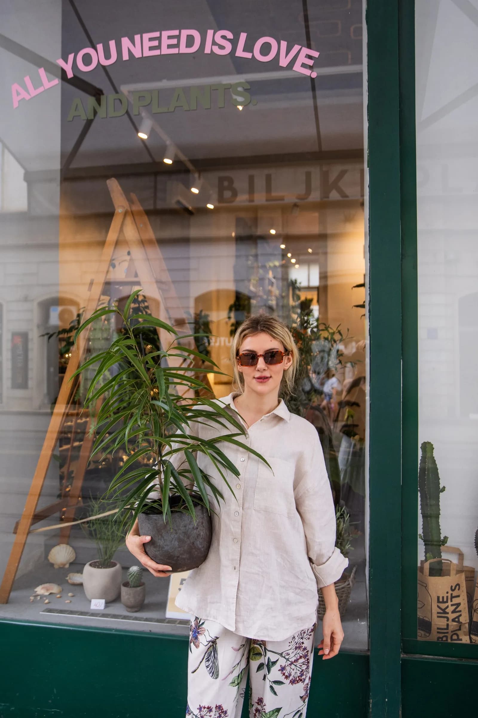 Fikus Amstel king (ficus) - M/L