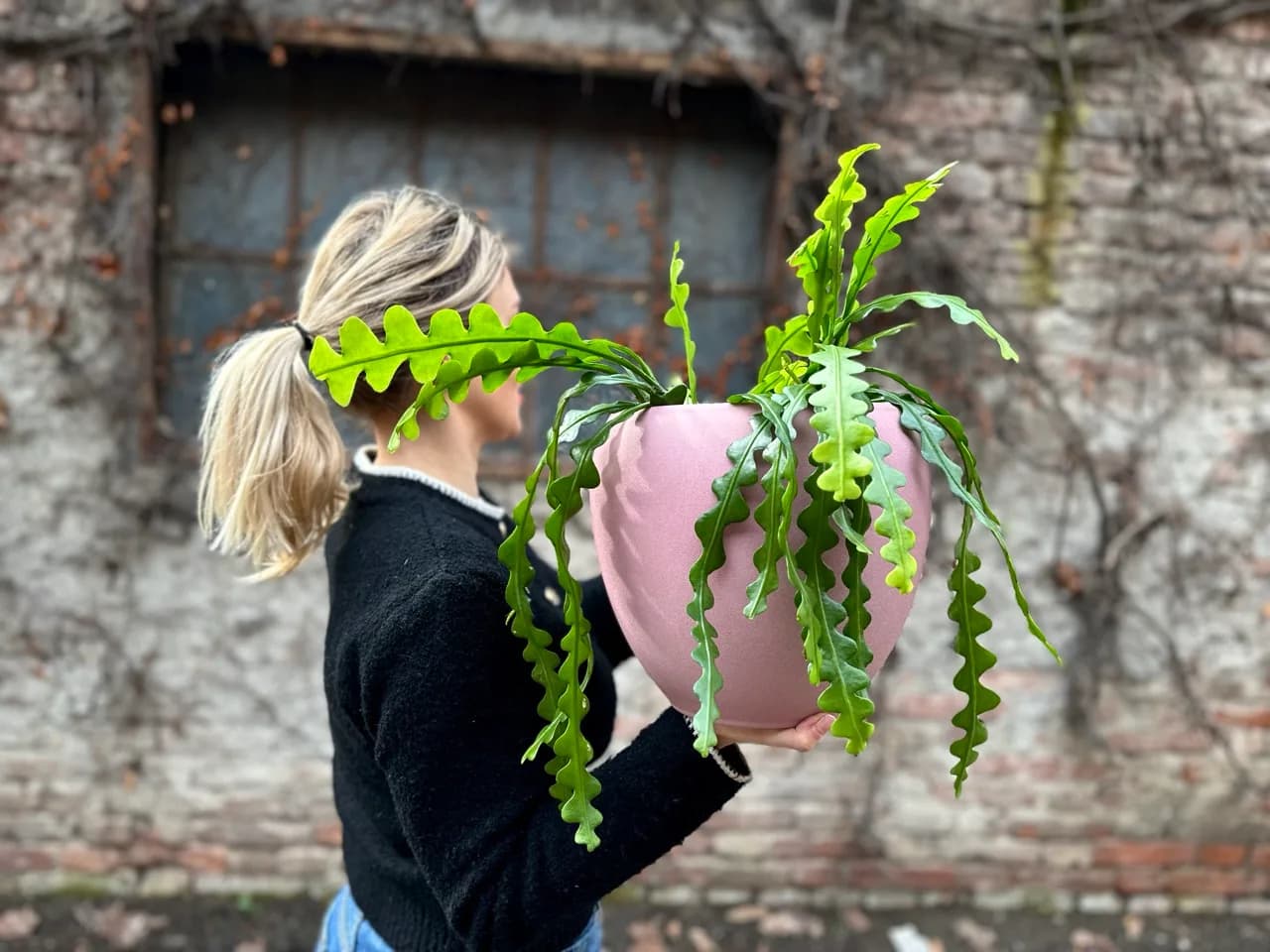 ZZ kaktus: ZZ Fishbone Succulent (Epiphyllum anguliger) - M