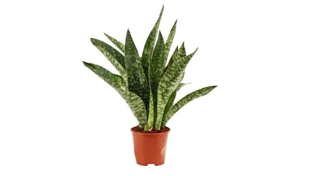 Sanseverija: Sansevieria Aubrytiana (Svekrvin jezik) - M