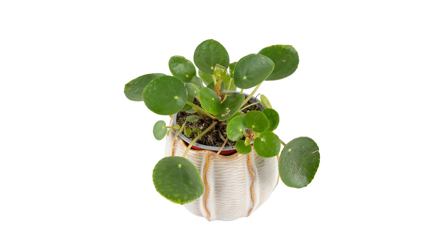 Kineski novčić: Chinese money plant (Pilea) - S