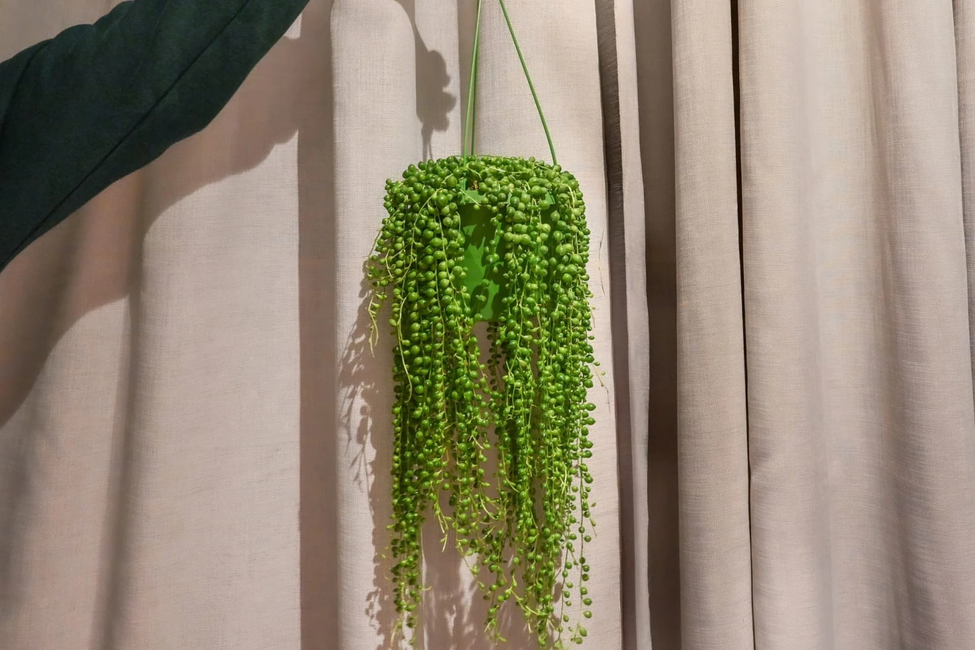 Niz bisera: String of Pearls (Senecio Rowleyanus) - M