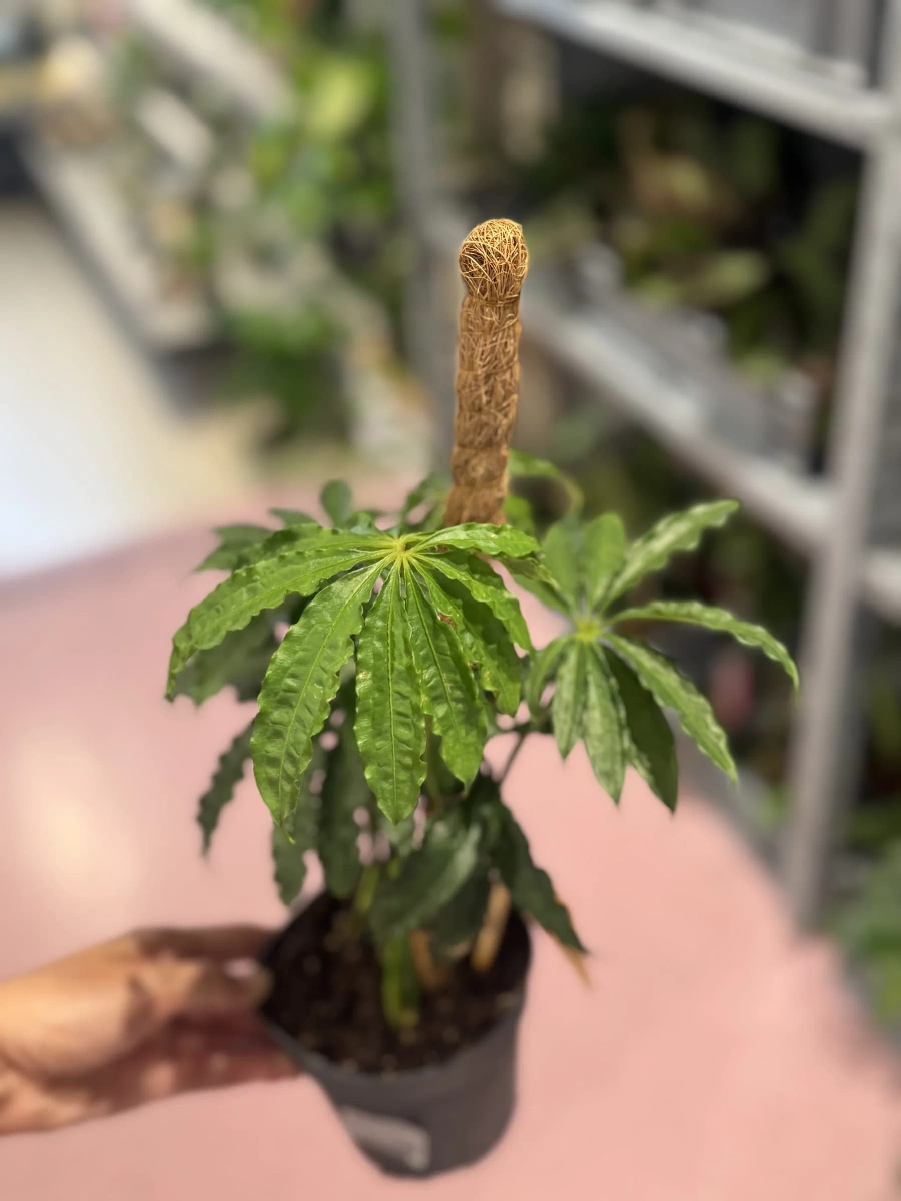 Anturij Polyschist (anthurium- M
