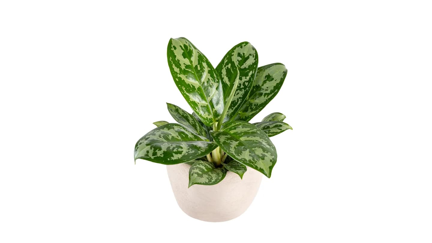 Aglaonema zeleni mix: Chinese Evergreen - S