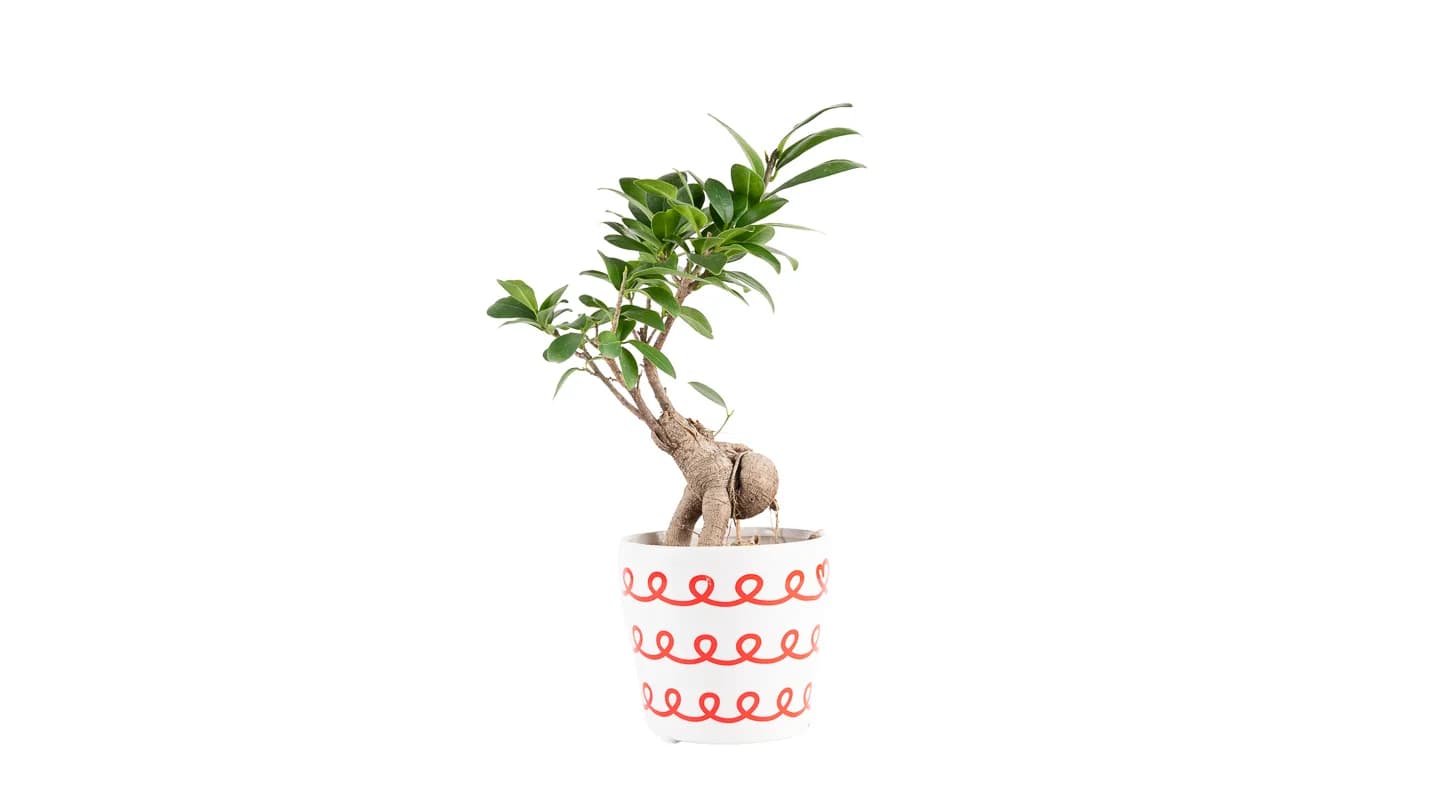 Fikus Ginseng Bonsai: Ginseng Fig Bonsai (Ficus microcarpa) - M