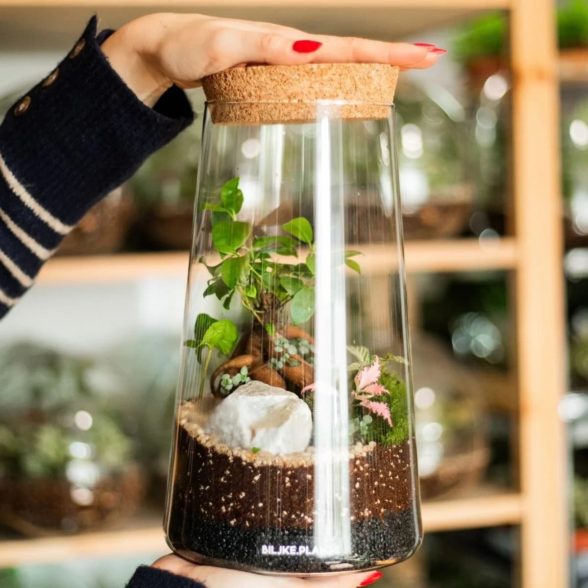 Monsun je duguljasti terarij s plutenim čepom na vrhu. U staklenci se nalazi bonsai, kava, fitonija, mahovina i razni dekoraticni kamenčići