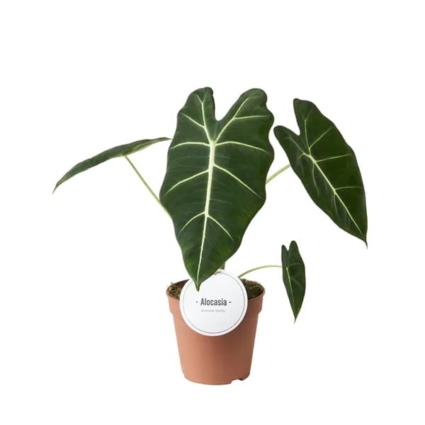 Alokazija Frydek: Green Velvet (Alocasia micholitziana) - M