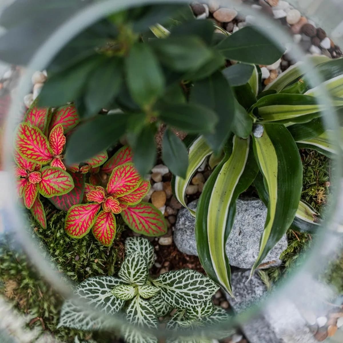Terarijske biljke poput dracaene. fitonije koja dolazi u raznim bojama poput rozne i zelene, bonsai stablo i mahovina, samo su neke od biljaka koje krase terarij.