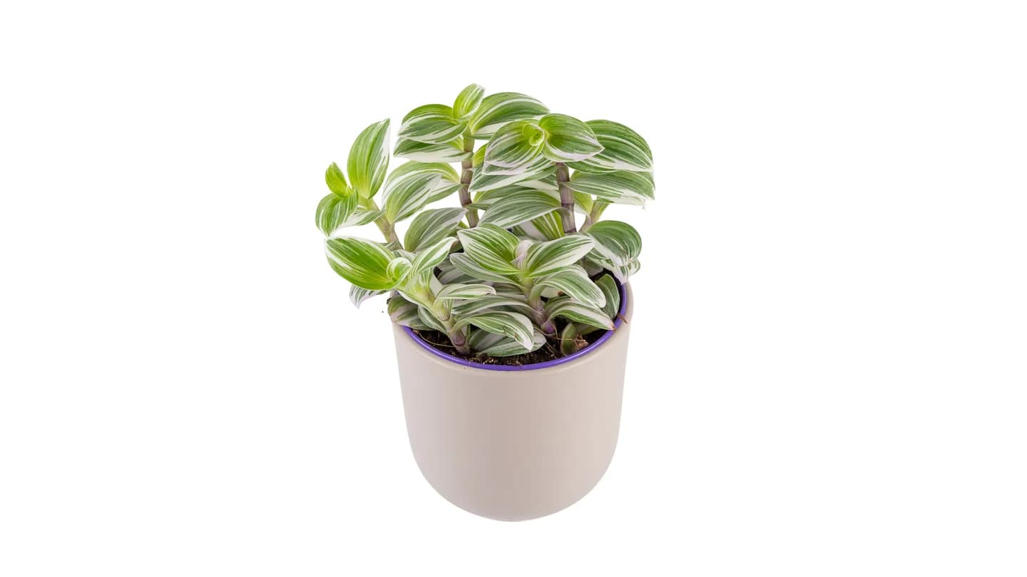 Tradeskantia albiflora: Wandering Jew (Tradescantia albiflora) - S