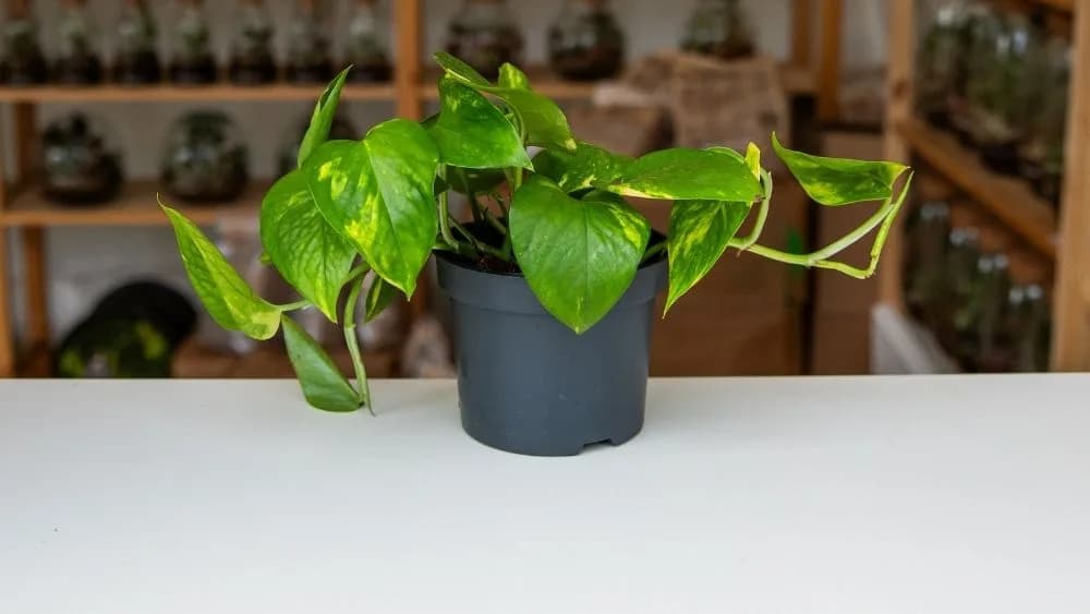 Syngonium podophyllum je zelena biljka čudnovatih listova koji rastu u širinu.
