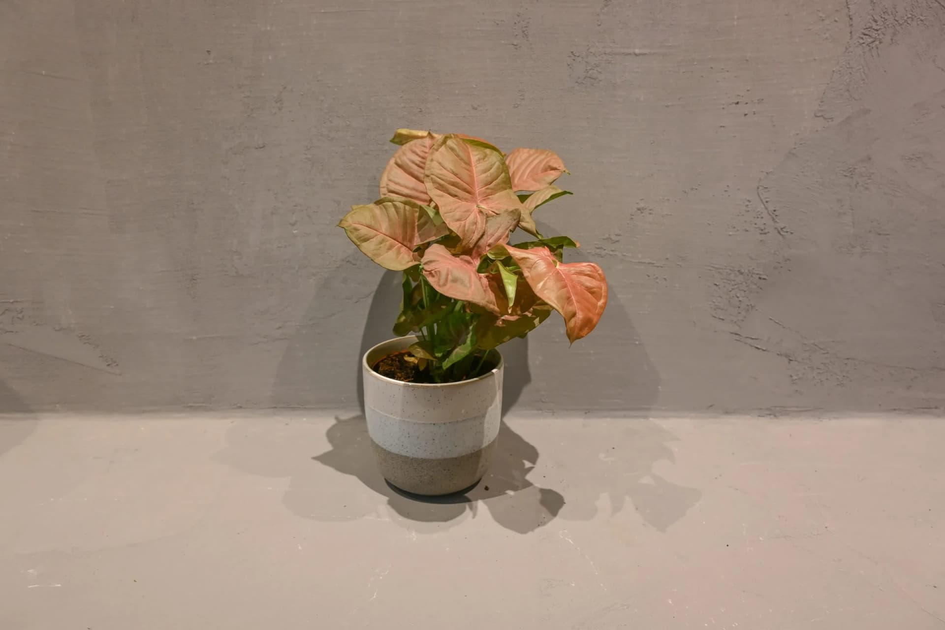 Singonij: Arrowhead Plant (Syngonium Podophyllum) - M