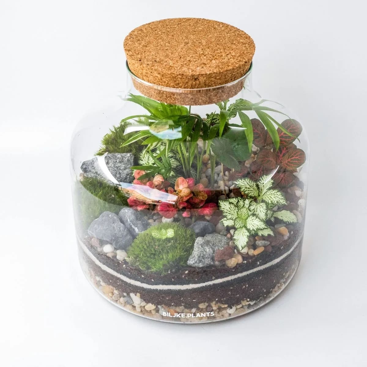 Terarij Elipsa M klasičnoj je oblika u koji stane puno biljaka. Unutra se nalazi veliki broj malih šarenih fitonija i bonsai stablo. Pri rubovima je smješteno tamno kamenje.