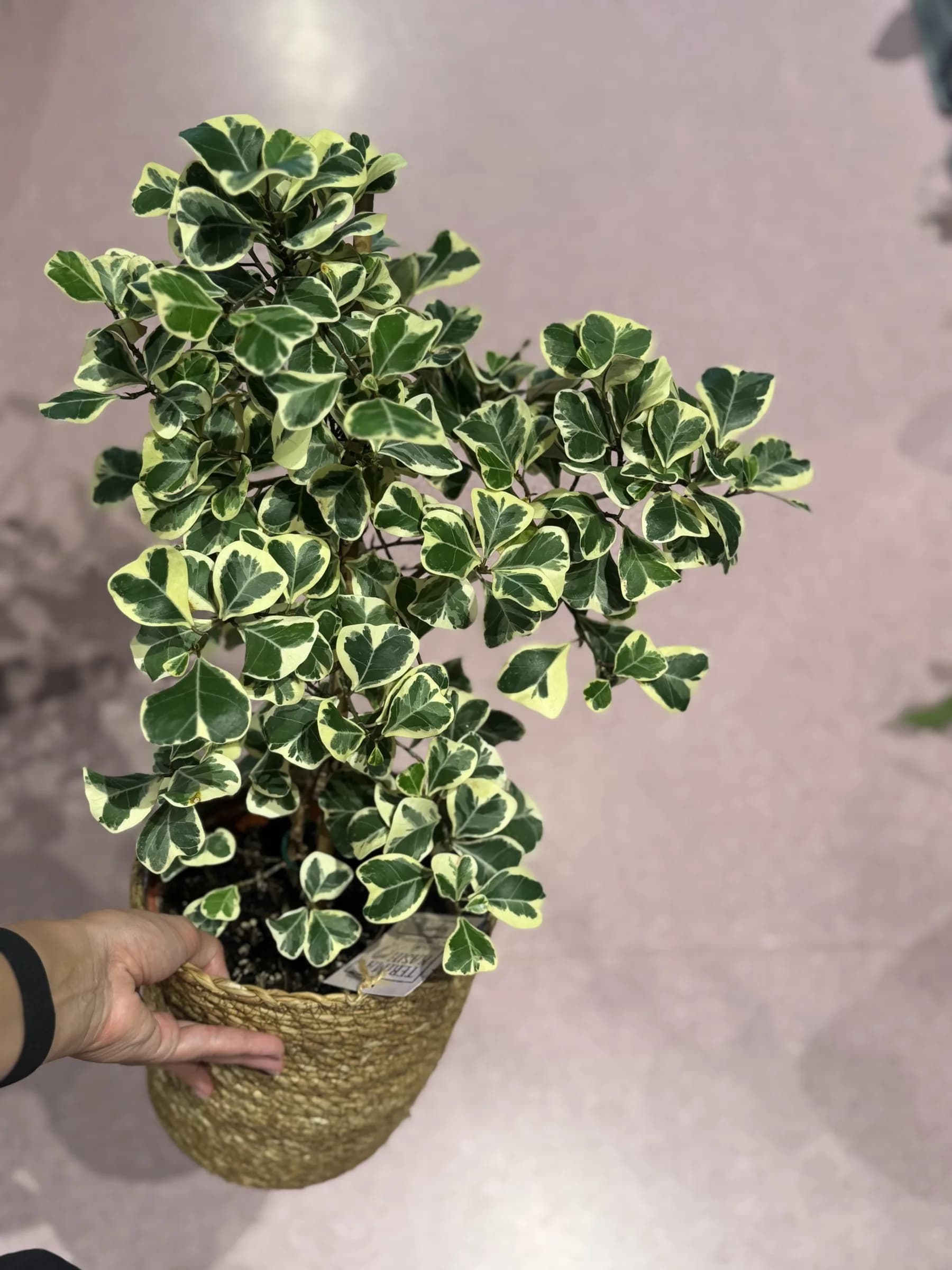 Fikus Triangularis (ficus) - M