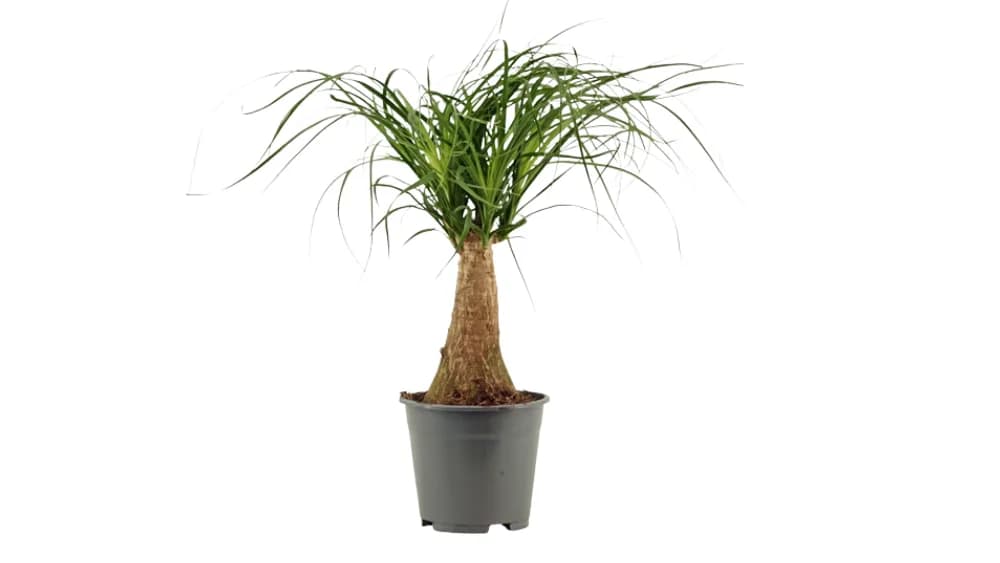 Slonova noga: Ponytail Palm (Nolina recurvata) - L
