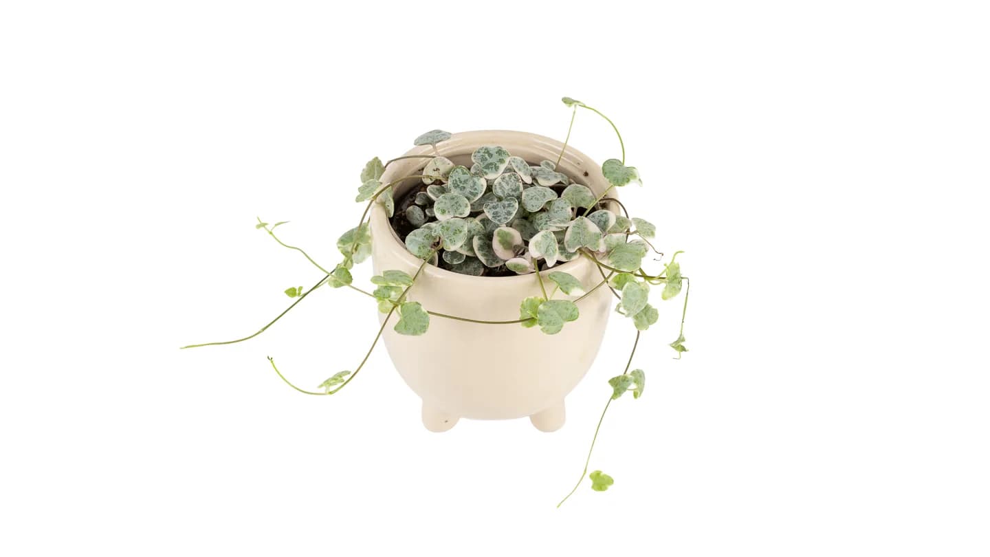 Ceropegia woodii - S