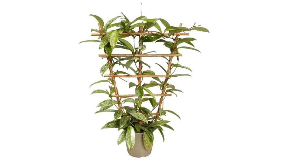 Hoya carnosa silverspots (hoja, voštani cvijet) - L