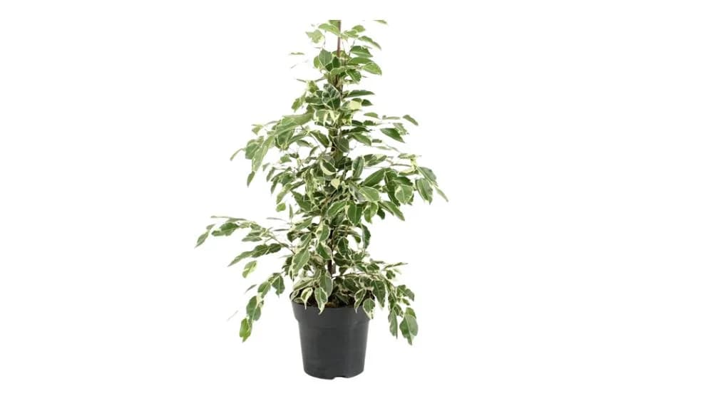 Fikus Benjamin: Weeping Fig (Ficus benjamina Twilight) - M