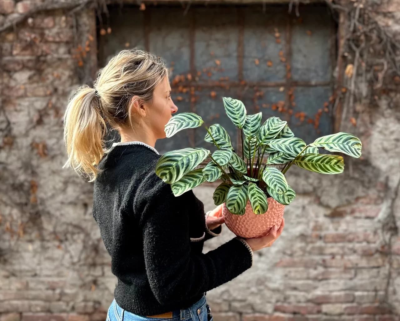 Ctenanthe Burle-marxii: Fishbone Prayer Plant - M